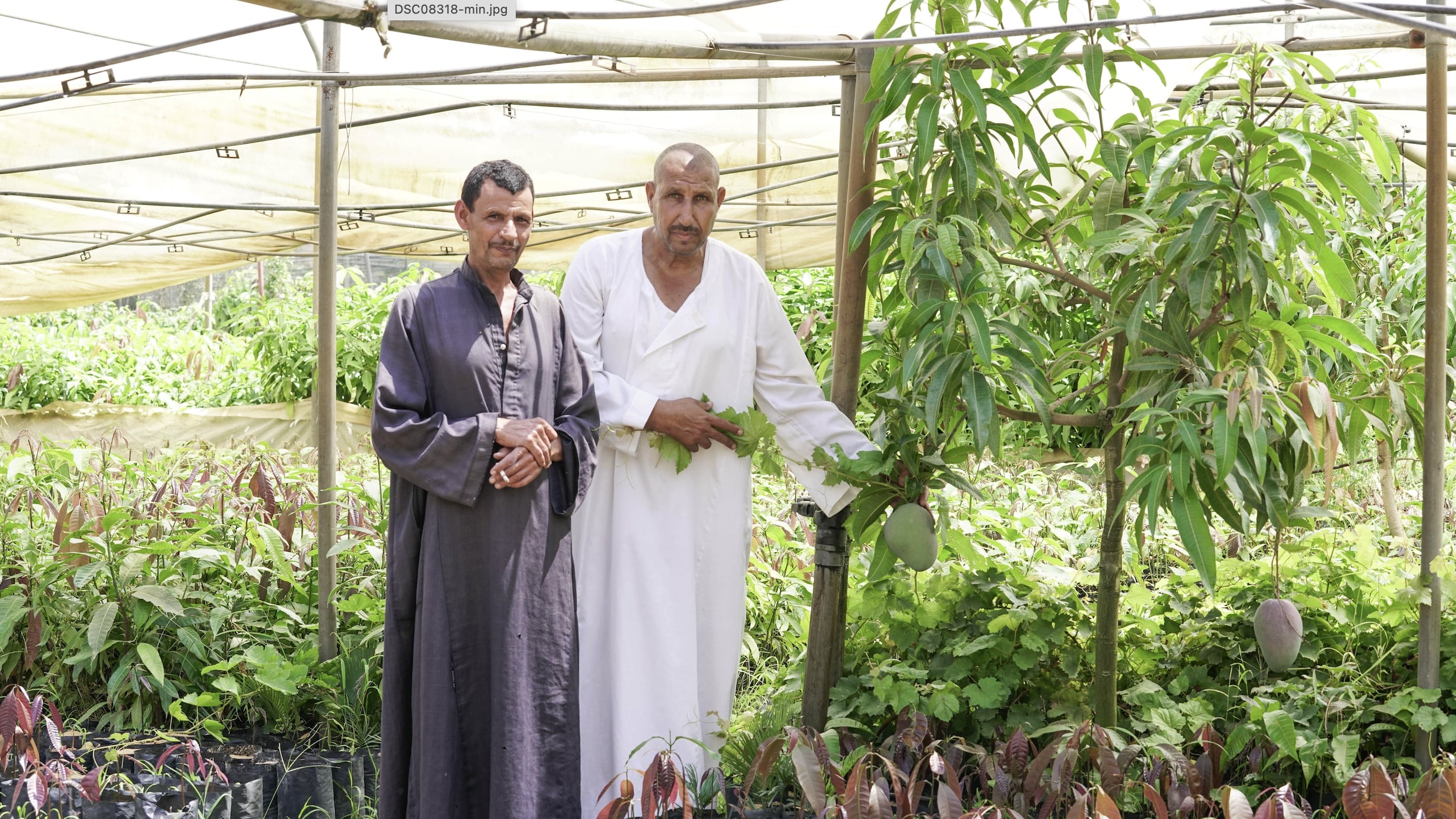 Weathering the Storm: How Ismailia’s Mango Industry Is Adapting to Climate Change Challenges